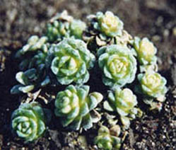 Saxifraga 'Pearl rose'
